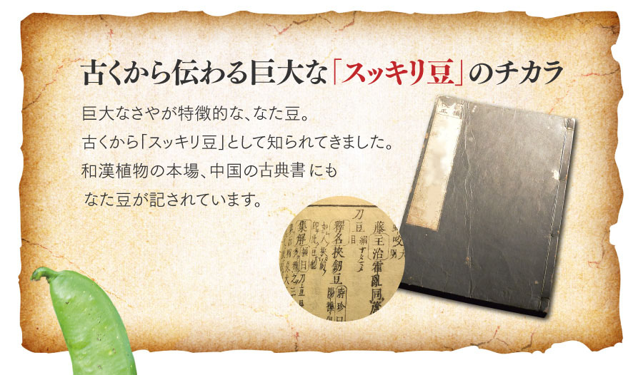 古くから伝わる巨大な「スッキリ豆」のチカラ　巨大なさやが特徴的な、なた豆。古くから「カラダにいいスッキリ豆」として知られ、季節の変わり目にドッとくるなどのお悩みのケアに用いられてきました。和漢植物の本場、中国の書物「本草綱目（ほんぞうこうもく）」にも、その有用性が記されているほどです。